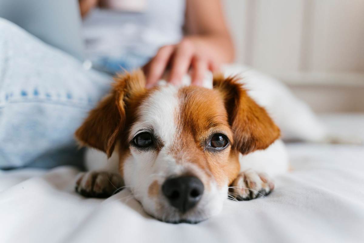 Non ci sono solo gatti e cani come animali domestici