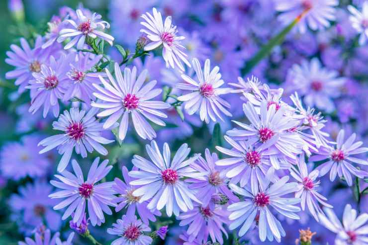 Aster lilla