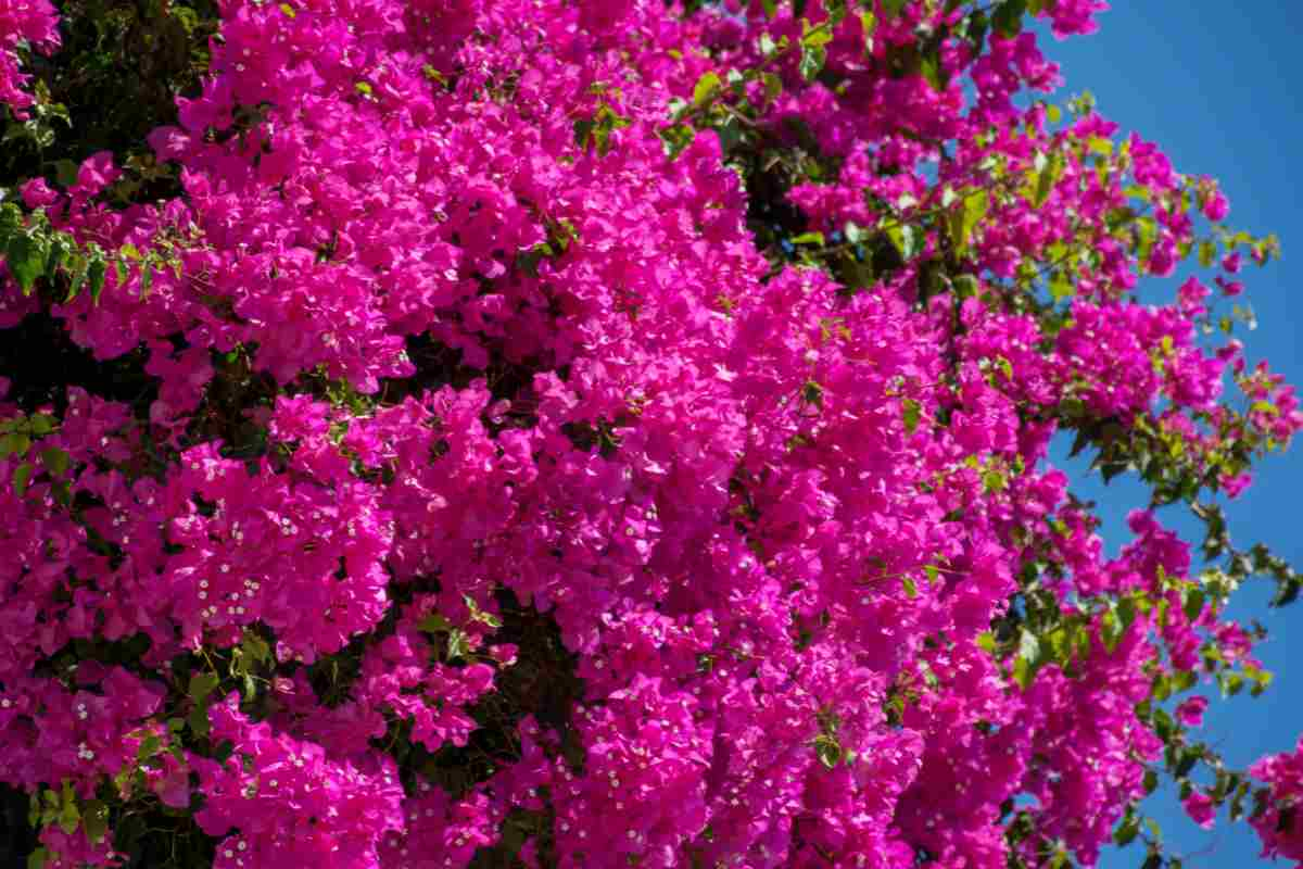 Bougainville rampicant