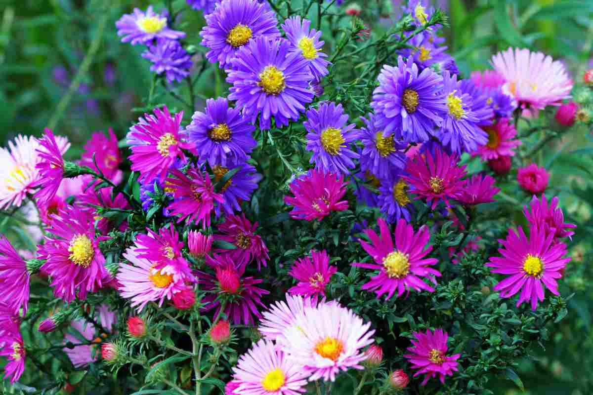 cespuglio di aster colorati sul rosa