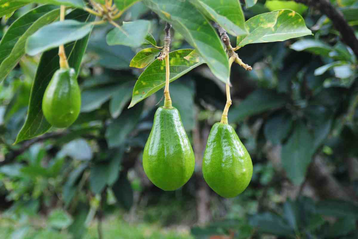 Pianta di avocado con frutti