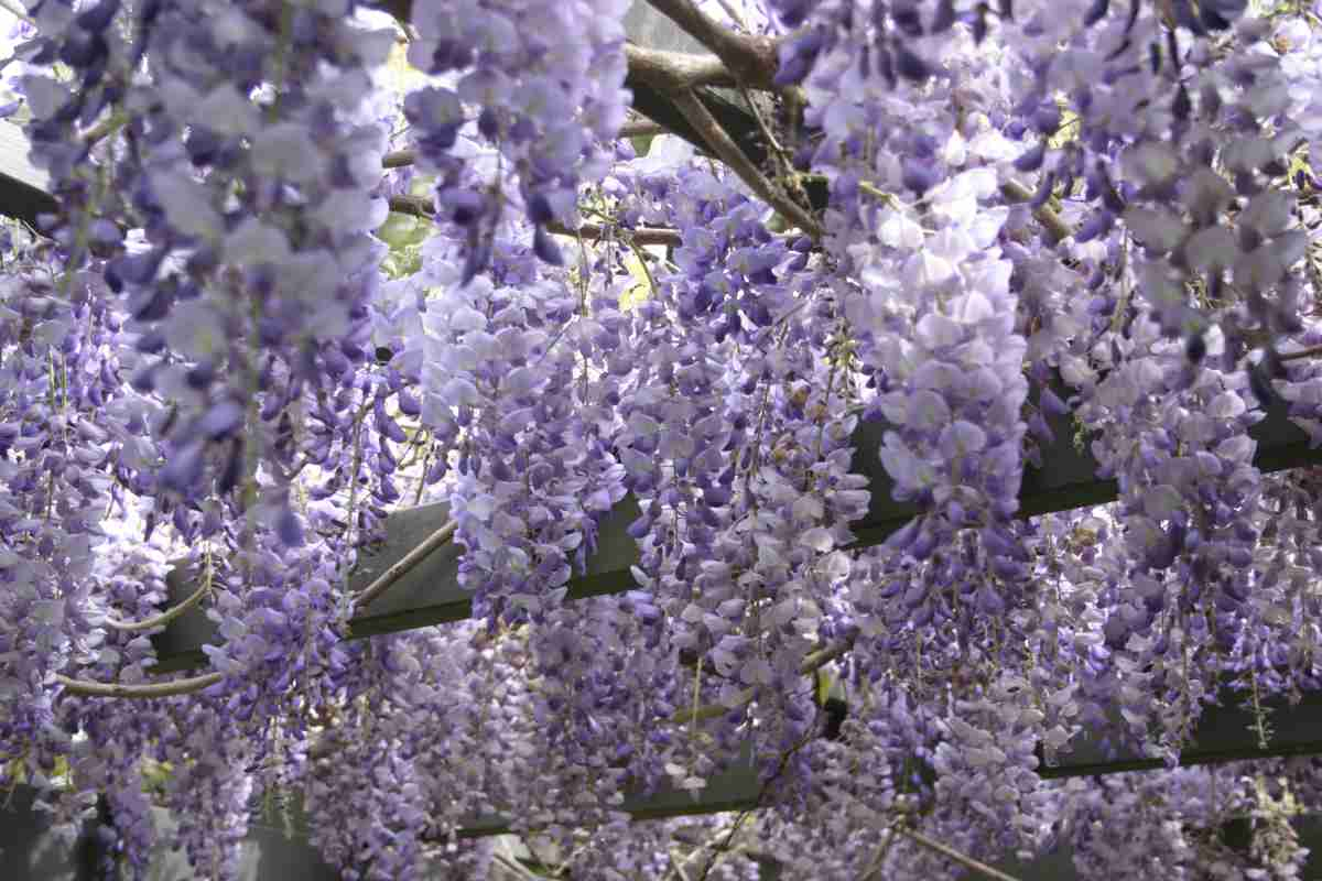 Plante mai potrivite pentru a crea o pergolă, aici Wisteria