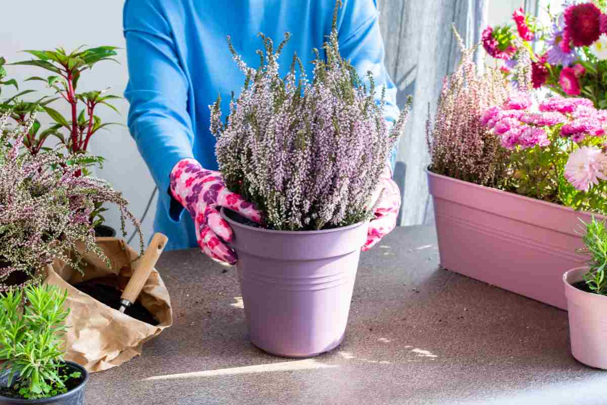 Donna mette in vaso erica, una delle piante sempreverdi da comprare in autunno