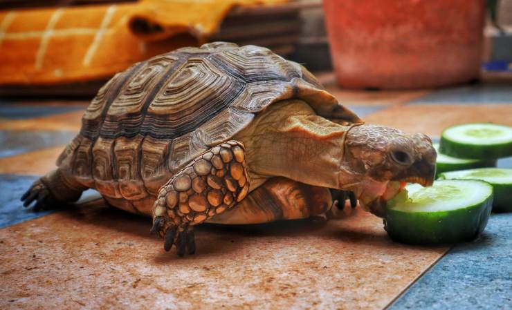 La tartaruga come animale domestico