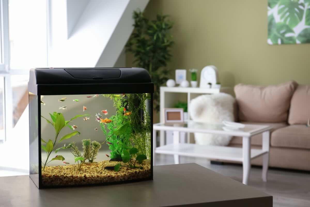 Installare acquario in casa