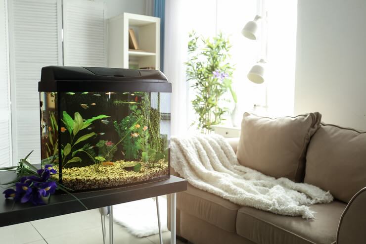 Installare acquario in casa