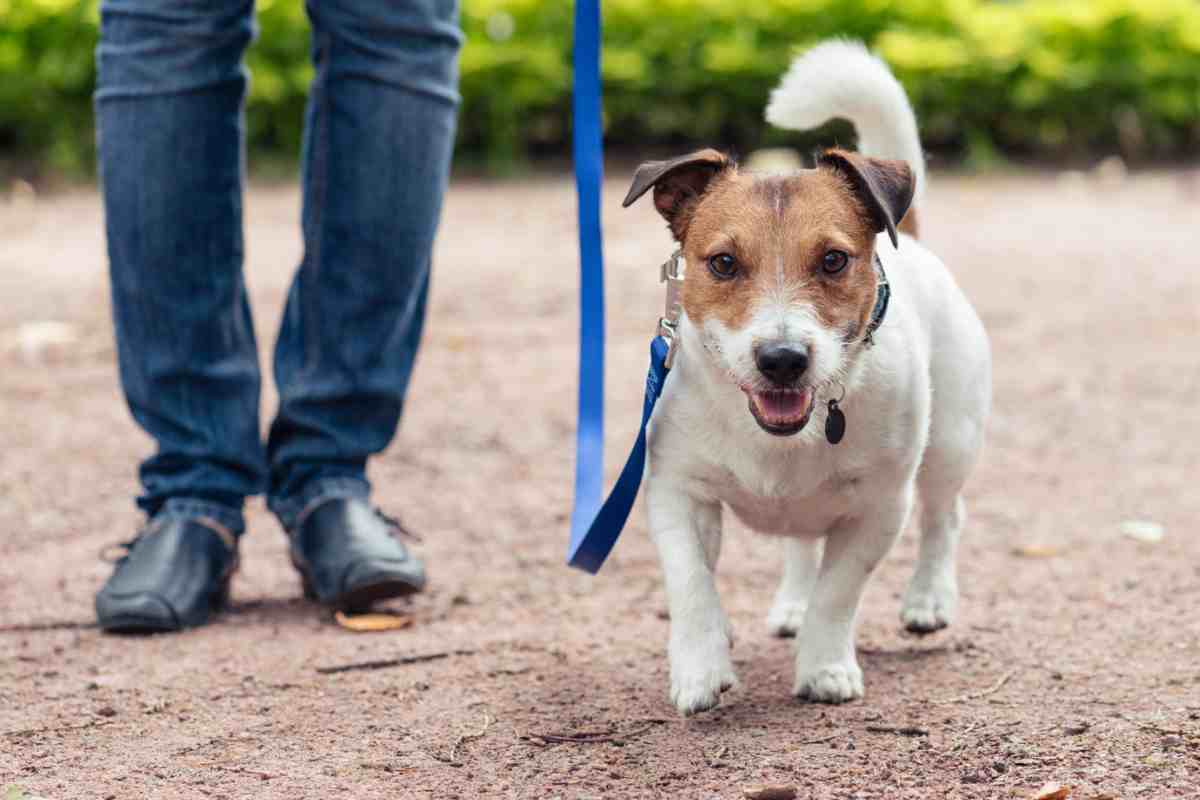 Animali domestici nel condominio