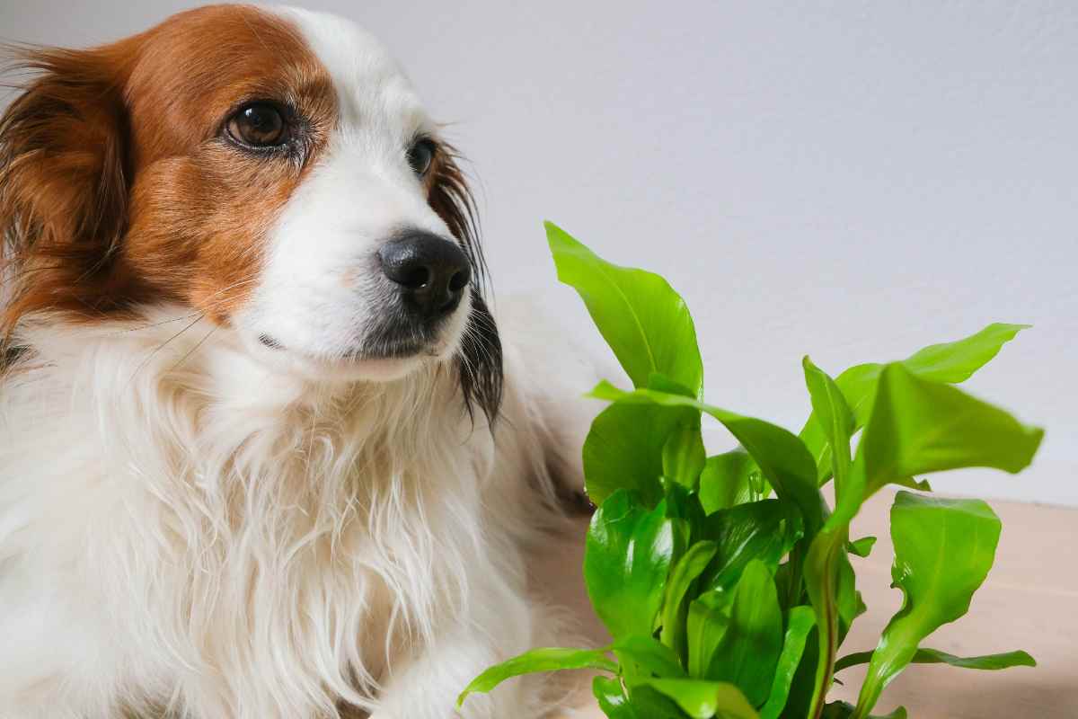 piante da tenere in casa con gli animali