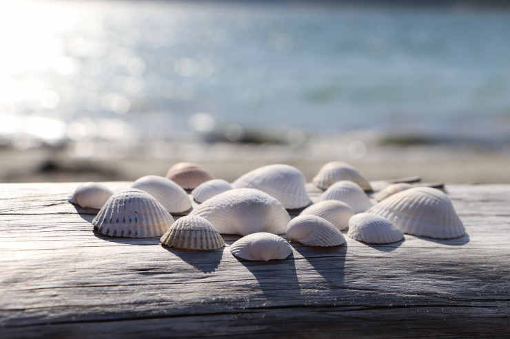 Mare e conchiglie, idee per arredare casa al mare