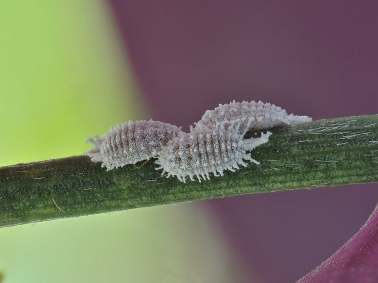 Cocciniglia: come eliminarla dalle piante 