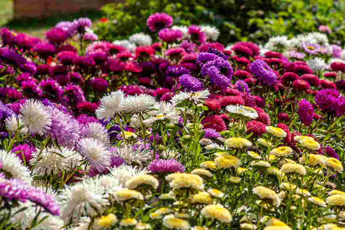 migliori fiori per il giardino in autunno, ecco la lista