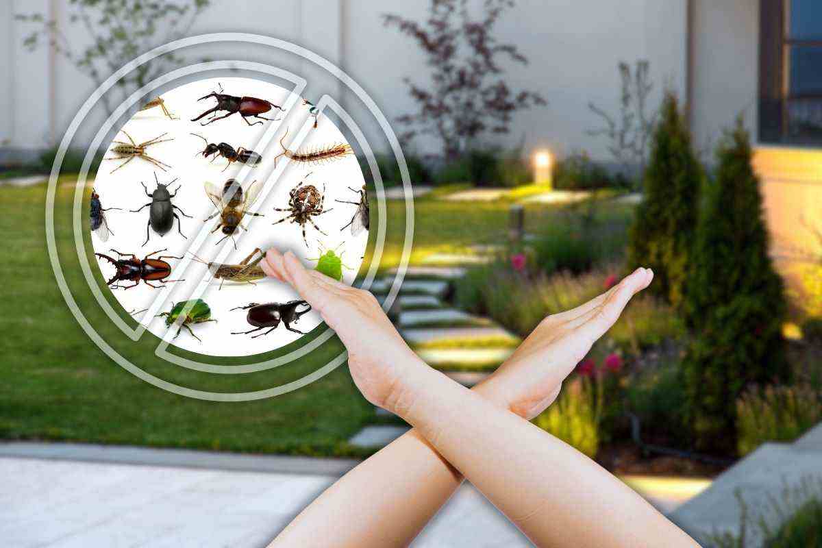 Come debellare gli insetti dal giardino di casa