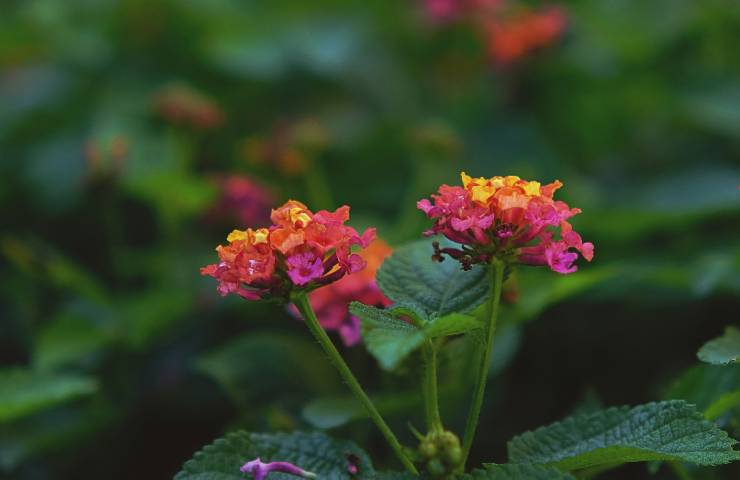 la lantana è ottima in autunno