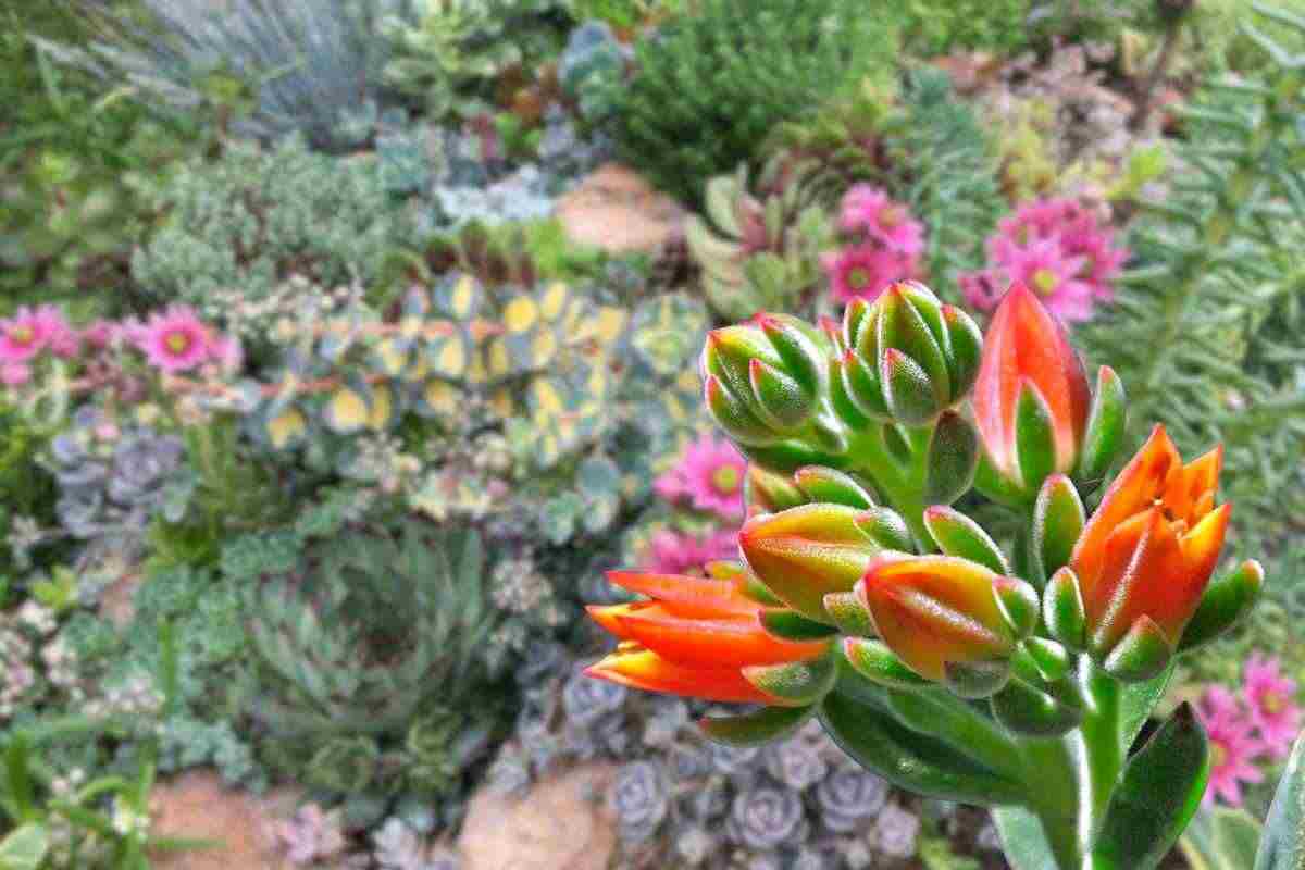 sfondo giardino piante grasse in primo piano fiore arancione