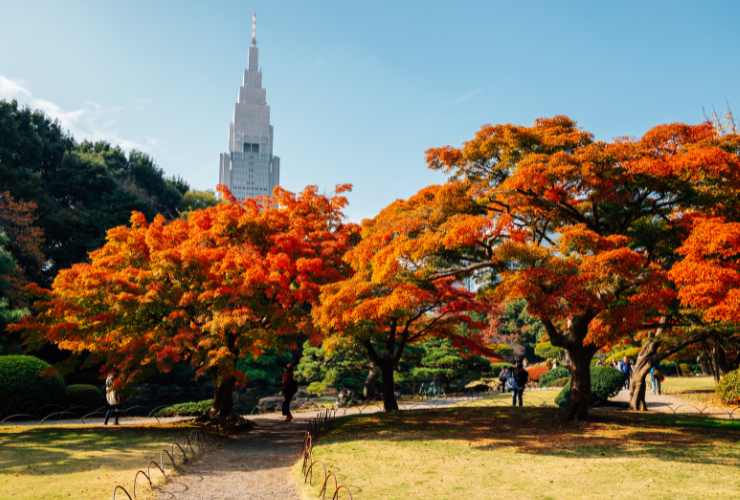 giardino Shinjuko Gyoen Tokyo in autunno