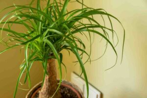 Beaucarnea pianta mangiafumo in un vaso su un tavolo