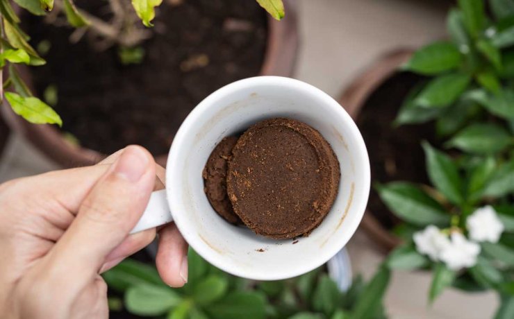 Come usare i fondi di caffè per le piante