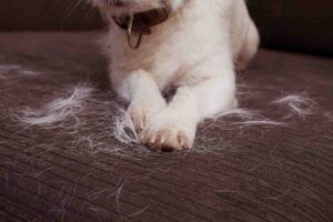 un cane su un divano con tanti peli come simbolo di Come togliere i peli degli animali dal divano