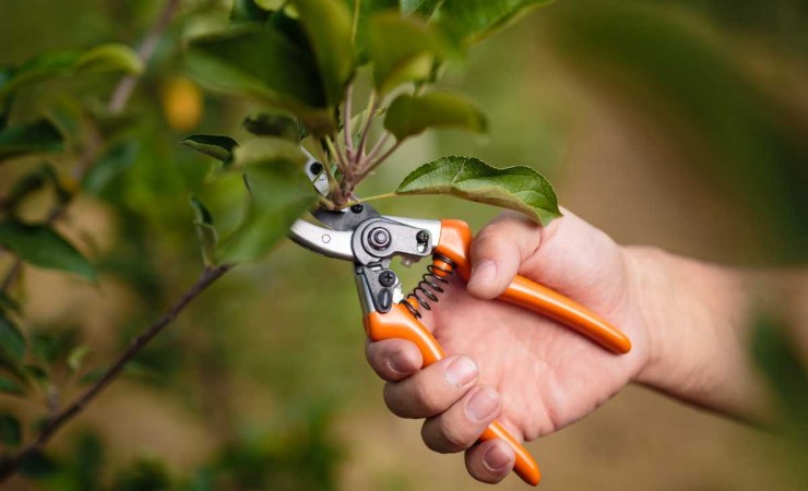 Quali step seguire per un giardino sempre in ordine