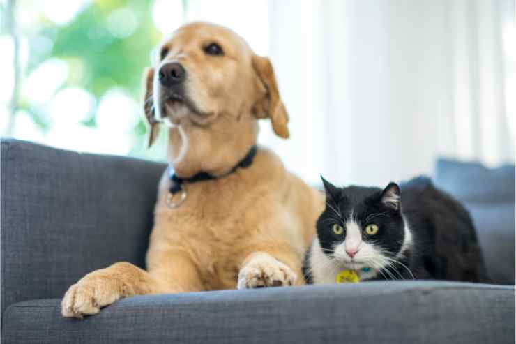 cane e gatto su un divano