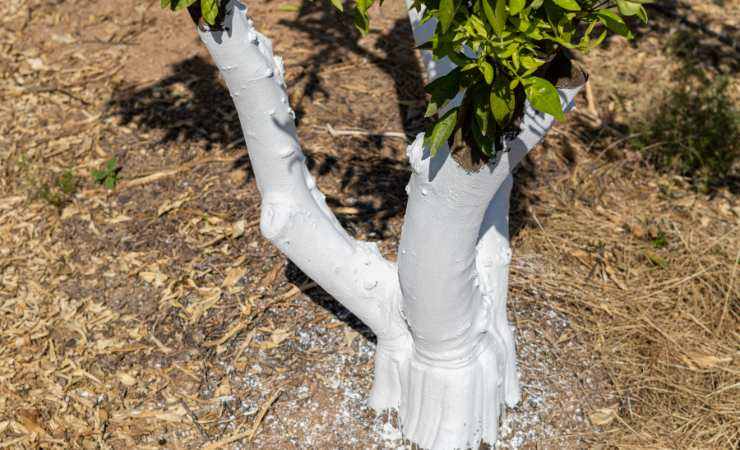 albero con tronco bianco