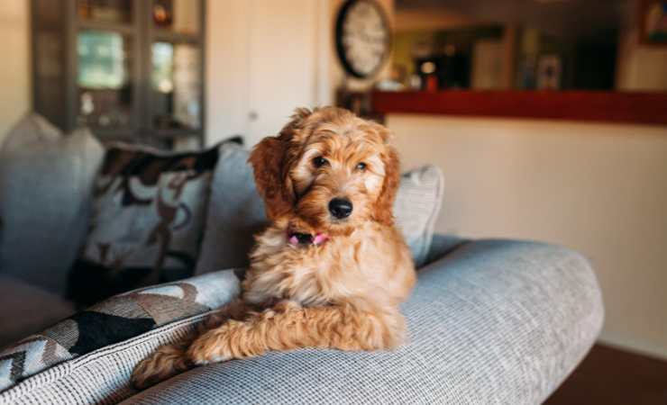 cane appoggiato su divano