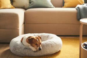 cane che dorme su cuscino in divano