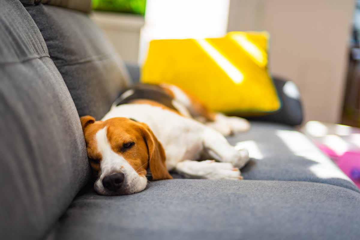 cane dorme su divano grigio