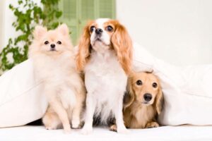 animali in casa consigli cani organizzare