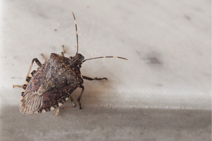 tenere lontani insetti asiatici da casa