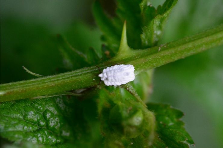 Gli insetti più pericolosi per le piante 