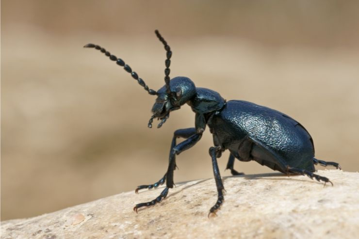 Non toccare i coleotteri nero-blu