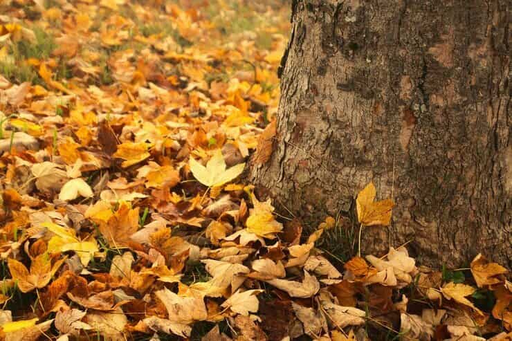 Foglie cadute sotto un albero 