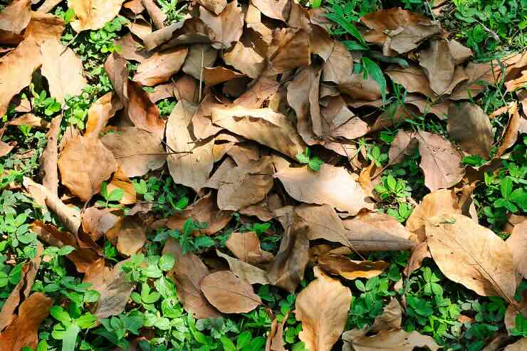 benefici di lasciare le foglie secche in giardino