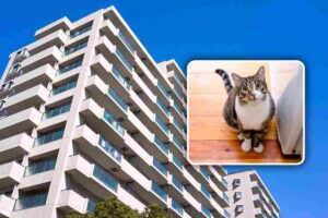 gatto in condominio, cosa dice la legge