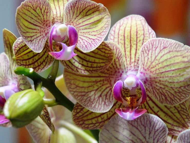 Mini orchidea pianta ideale per gli ambienti più ridotti 