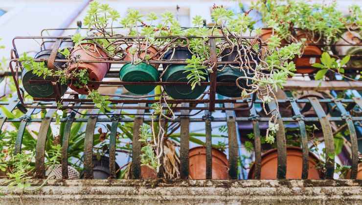 addio piccini sul balcone con queste piante