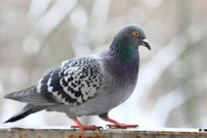 Invasione di piccioni sul balcone