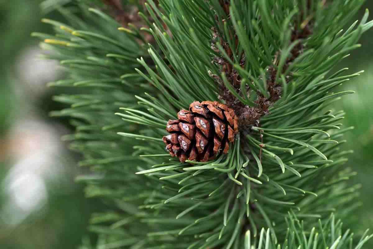 Una pigna sul balcone di casa