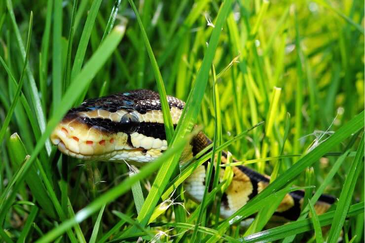 4 odori che attirano serpenti nel giardino