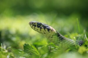 odori che attirano serpenti nel giardino