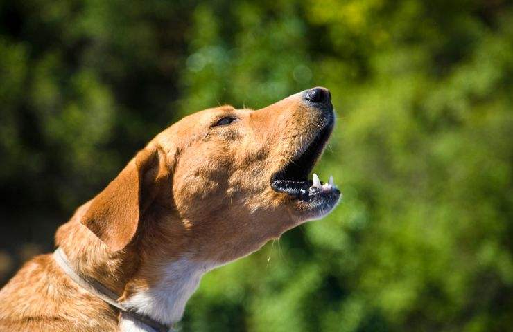 Puzza di un animale domestico reato di getto di cose