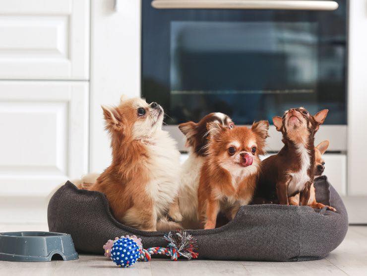 Vita da cani tre razze da non tenere mai in casa 