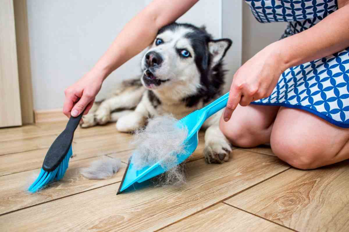 Come rimediare al problema dei peli di cane o gatto in casa