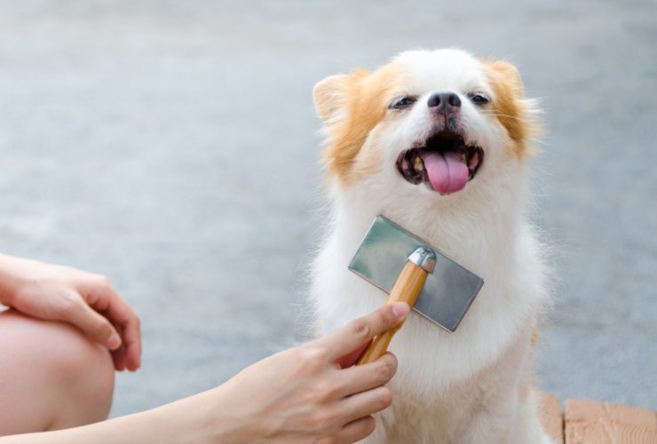 Trucchi per risolvere il problema dei peli degli animali in casa