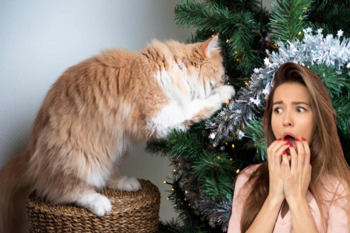 donna spaventata dal gatto nell'albero