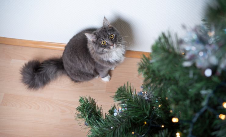 gatto guarda male albero di Natale