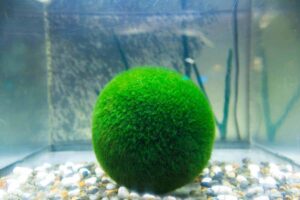 alga marimo