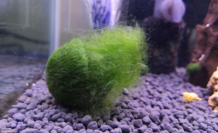 alga marimo dentro acquario