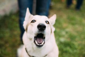 cane bianco che abbaia